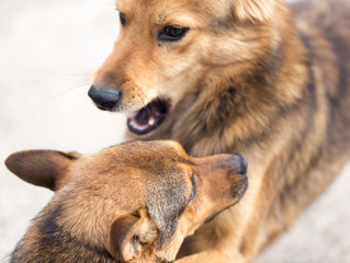 two dogs fighting outdoors