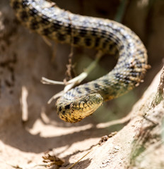 snake in the nature