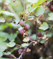 ripe berry gooseberry outdoors
