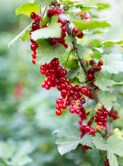 ripe red currant on the nature