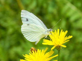White butterfly on dandelion