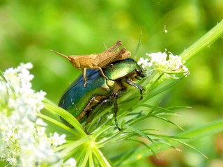 Grasshopper saddling bug on meadow