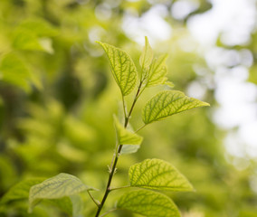 green leaves on the tree in nature