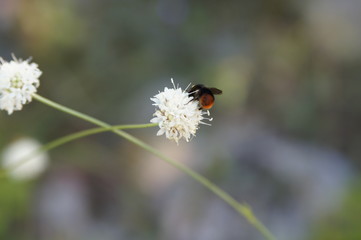 bourdon sur une fleur