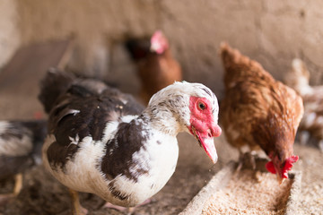 Goose on the farm, Camping
