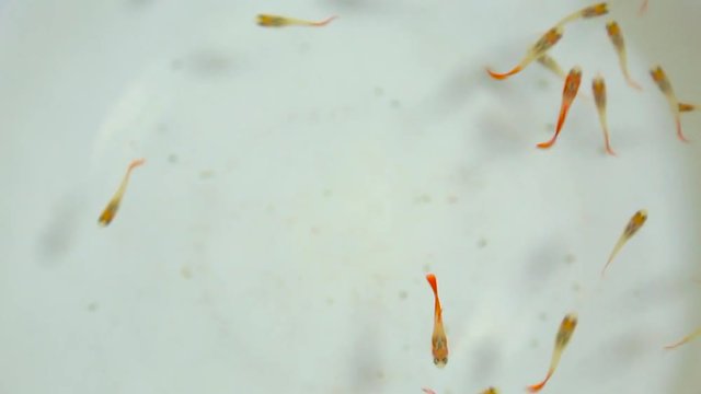 Close up top view video of many small babies of guppy fish. Two months old home aquarium fish swimming in water cheerfully.