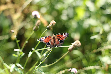 butterfly