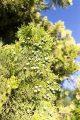 Beautiful branch of a thuja on nature