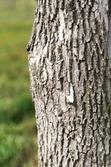 trunk of a tree in a park on the nature
