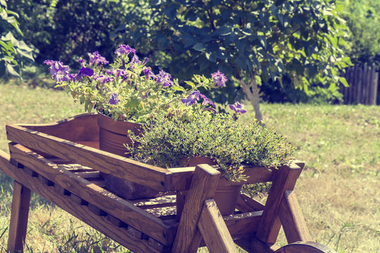 Wheelbarrow wooden decoration with fresh flowers petunia in a garden. Coloring and processing photos with soft focus