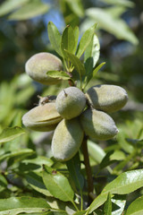 Almond  on  tree.