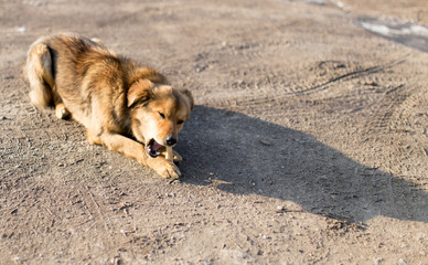 dog gnaws a bone in nature