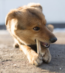 dog gnaws a bone in nature