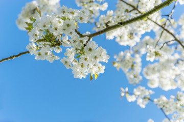 cherry blossoms / Branch with cherry blossoms against a blue sky