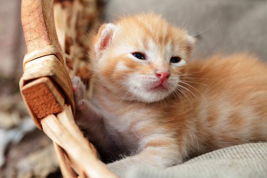 Gattini