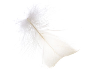 feather on a white background