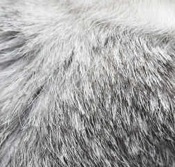 Gray rabbit fur as background
