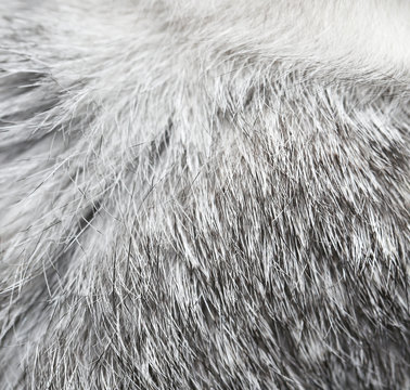 Macro Texture Gray Rabbit Fur Studio Stock Photo, Picture and Royalty Free  Image. Image 38242301.