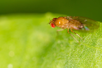 fly in nature. macro