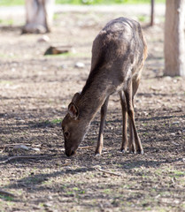 young female deer in a park on the nature