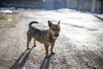 beautiful dog portrait in nature
