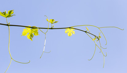 young grape mustache outdoors
