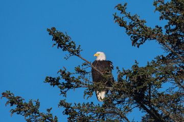 Bald eagle perched in tree
