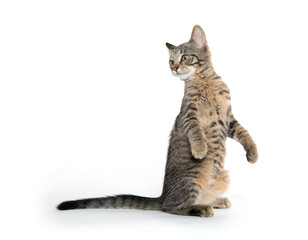 Cute tabby kitten on hind legs