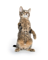 Fototapeta premium Cute tabby kitten on hind legs