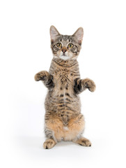 Cute tabby kitten on hind legs