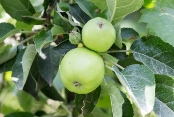 green apple on the tree