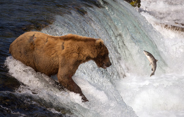 Fototapeta premium Alaskan brown bear catching salmon