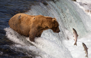 Naklejka premium Alaskan brown bear catching salmon