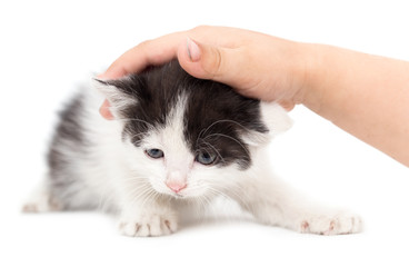 weasel kitten hand on a white background