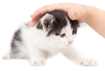 weasel kitten hand on a white background