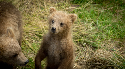 Cute Alaskan brown bear cub © Tony Campbell