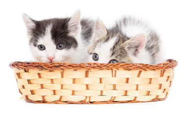 Fototapeta na wymiar two kittens in a basket on a white background