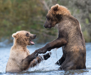 Two Alaskan brown bears playing