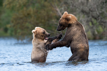 Obraz premium Two Alaskan brown bears playing