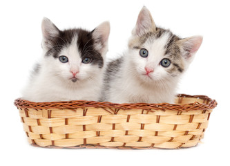 two kittens in a basket on a white background