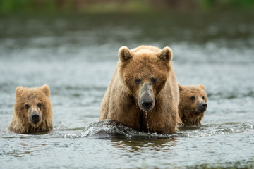 Obraz premium Alaskan brown bear sow and cubs