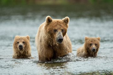 Obraz premium Alaskan brown bear sow and cubs