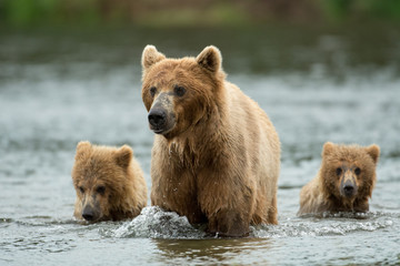 Obraz premium Alaskan brown bear sow and cubs