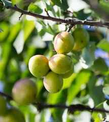 ripe apricots on the tree in nature