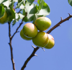 ripe apricots on the tree in nature