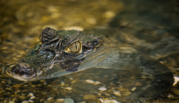 Crocodile lies on the rocky bottom. Head close-up.