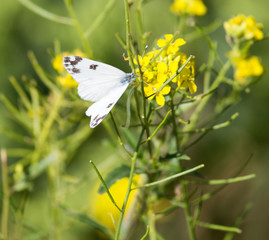 butterfly on yellow flower in nature