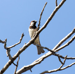 Sparrow on a tree against the blue sky