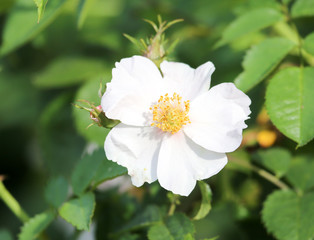 beautiful white flower in nature