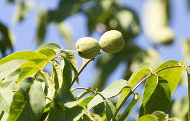 green walnuts on the tree